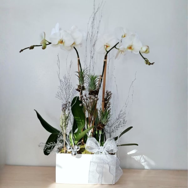White orchid arrangement in a white box with a silver bow