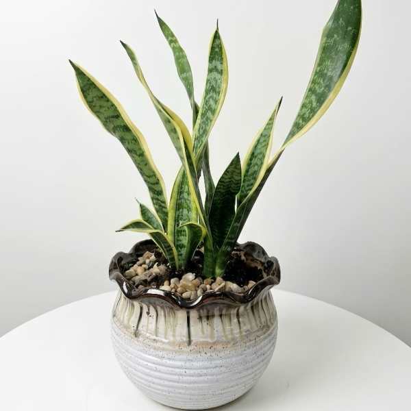 Golden Snake Plant(sansevieria) in Ceramic Planter