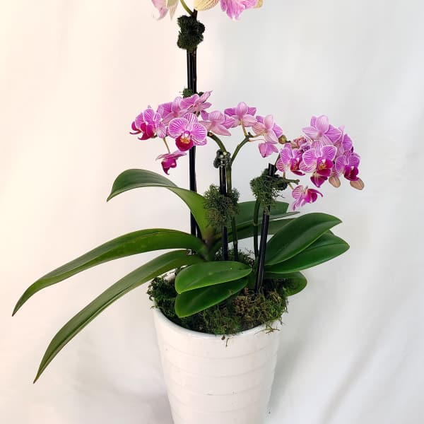Potted orchid arrangement with pink and cream blooms in a white planter
