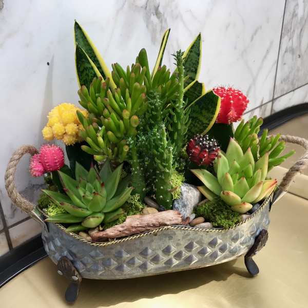 Succulent arrangement in a metal basket with colorful cactus accents