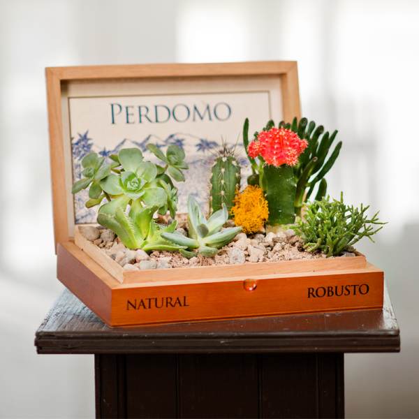 Succulent and cactus arrangement in a wooden box with pebbles