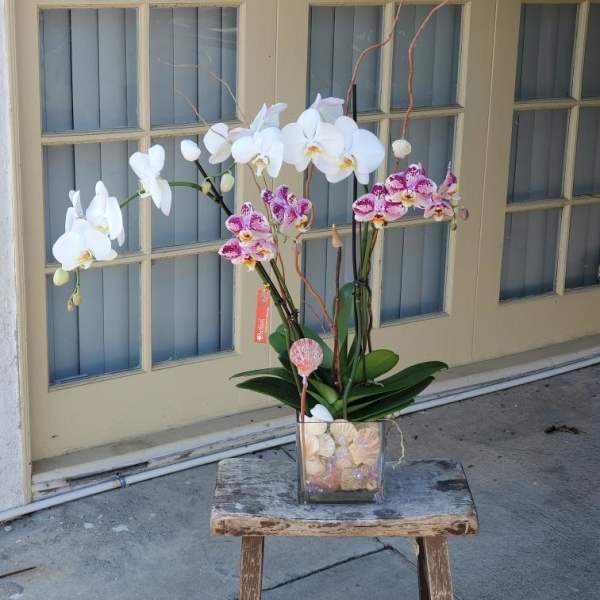 Potted orchids in a square glass vase on a small stool