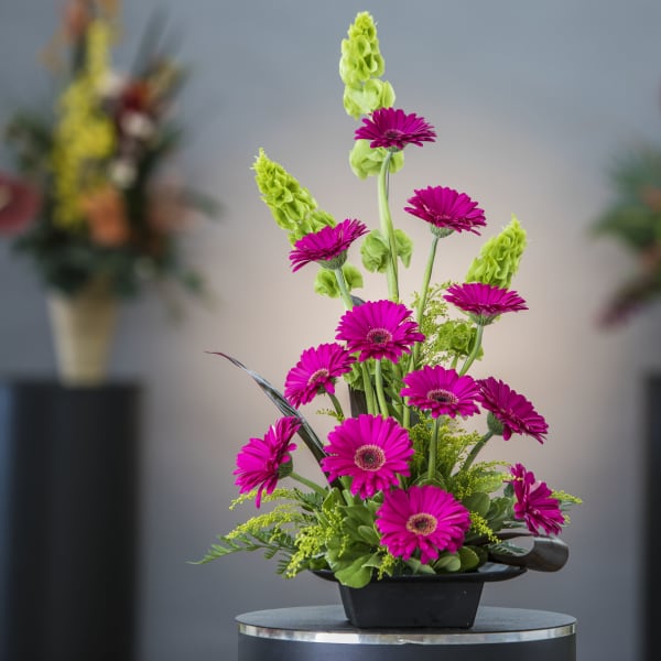 Magenta gerbera daisies in a low black container with green accents