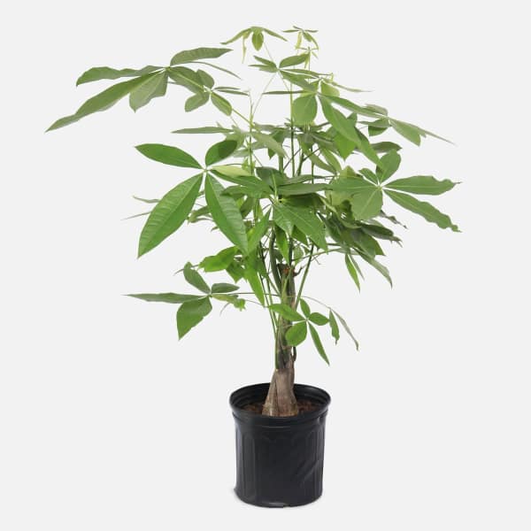 Potted money tree plant with a braided trunk in a black nursery pot