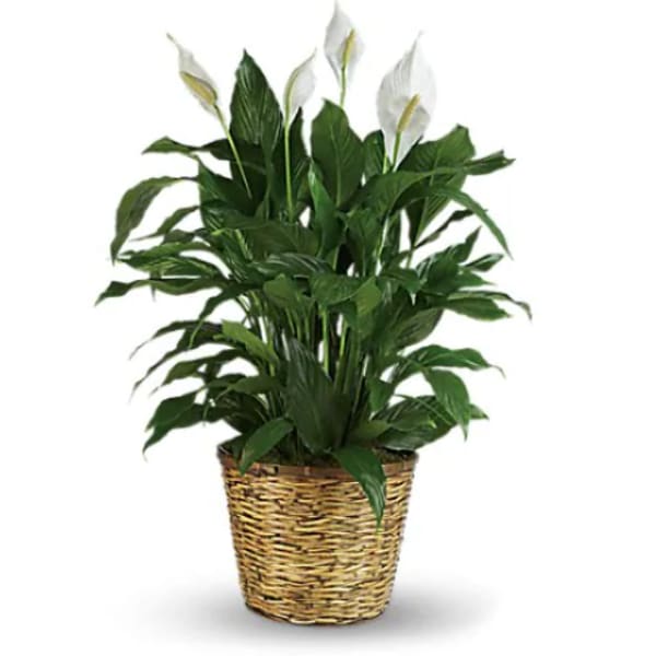 Potted peace lily plant in a woven basket planter