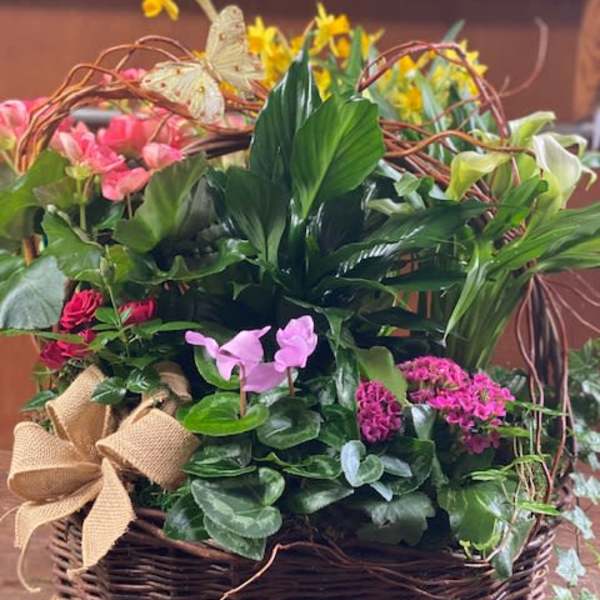 Mixed blooming plant basket with pink, yellow, and white flowers in a woven container