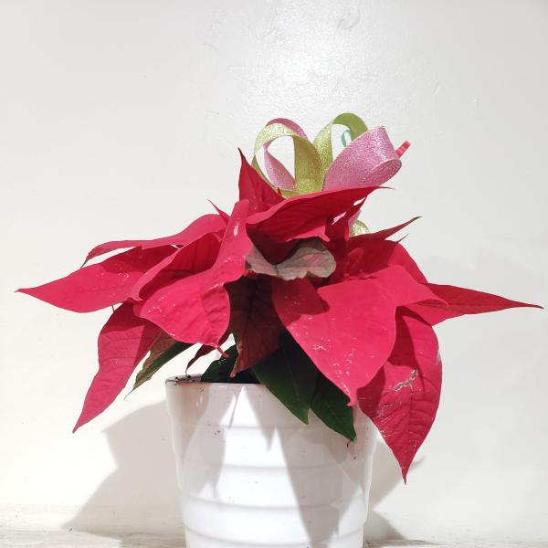 Potted red poinsettia in a white ceramic container with ribbon loops