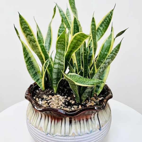 Golden Snake Plant(sansevieria) in Premium Ceramic Planter