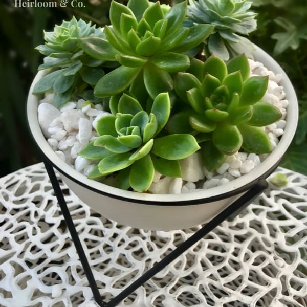 Succulent arrangement in a white bowl planter with white stones