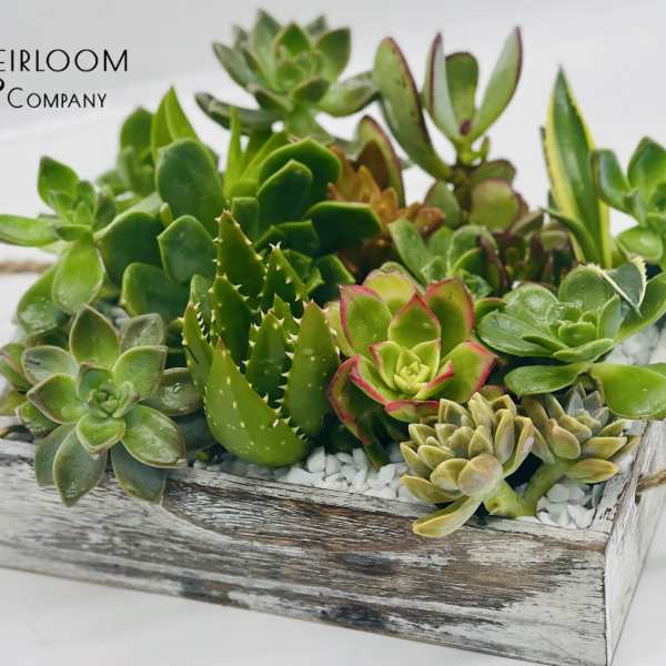 Succulent arrangement in a rustic wooden tray with rope handles