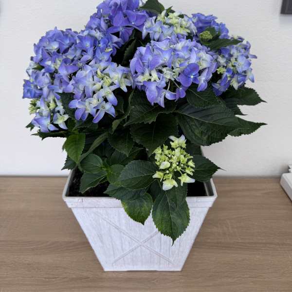 Hydrangea Plant- Blue
