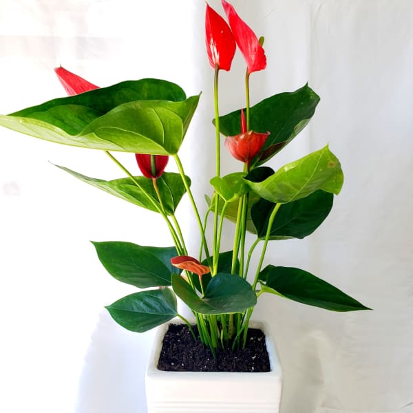 Potted anthurium plant with red blooms in a white square planter