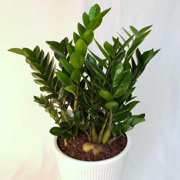 Potted green ZZ plant in a white ribbed planter