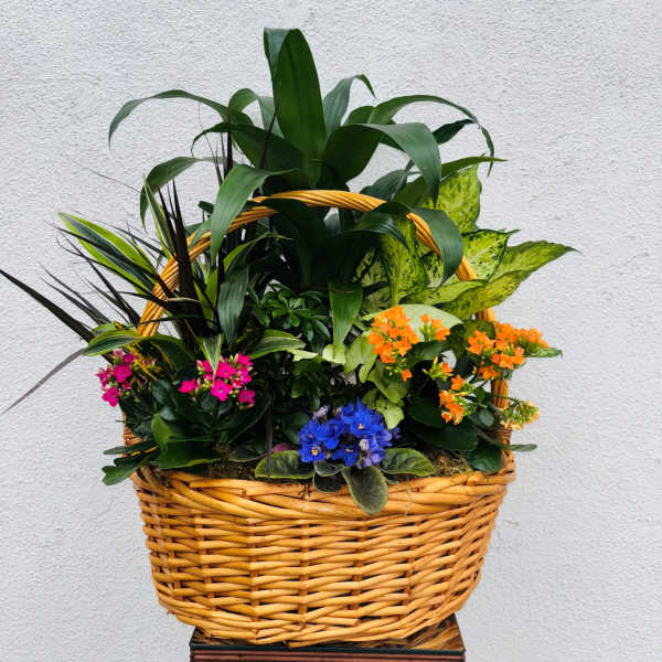 Mixed potted plants and flowers in a wicker basket