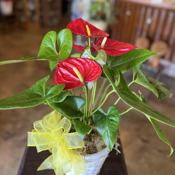 Red Anthurium Plant