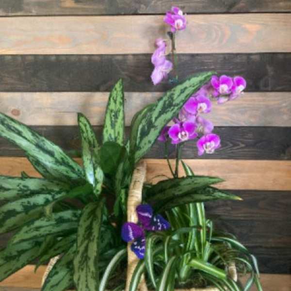 Basket planter with green foliage plants and purple orchids and a small decorative butterfly.