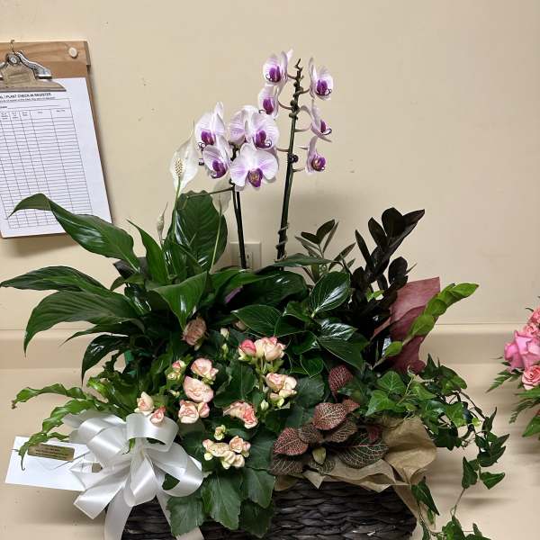 Mixed green plants with white orchids in a woven basket with a white bow and card.