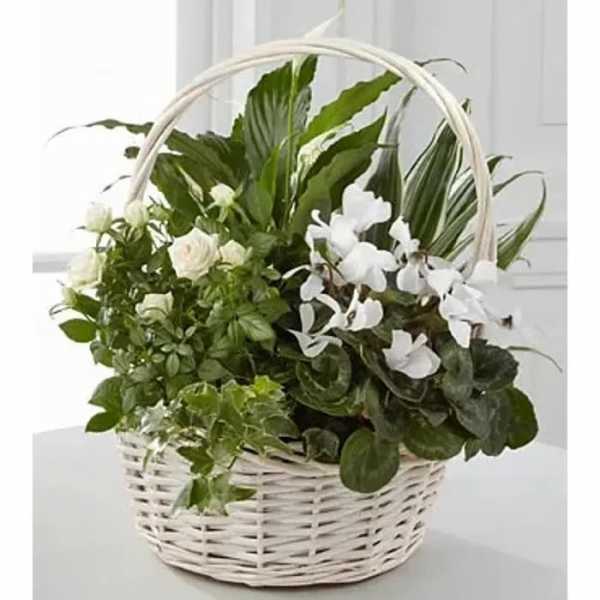 White wicker basket filled with green plants and white flowers