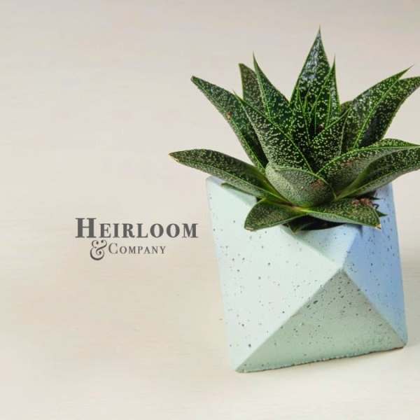 Succulent in a geometric white pot