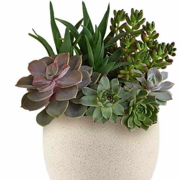Modern Stone Succulent Garden