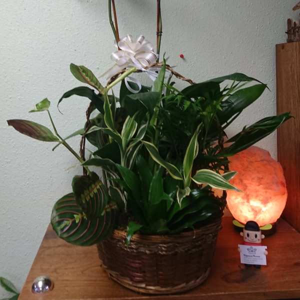 Graceful Orchid Dish Garden