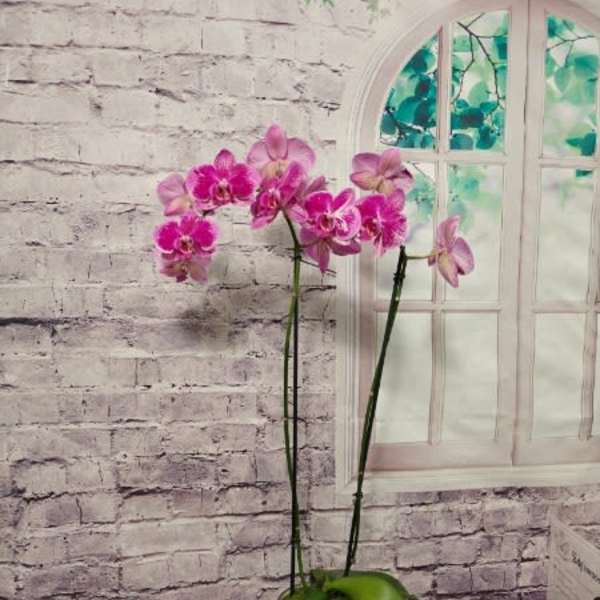 Potted pink orchid plant with tall stems and blooms