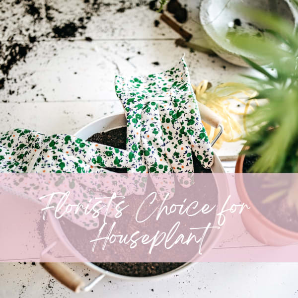 Gloves holding soil over a potted houseplant