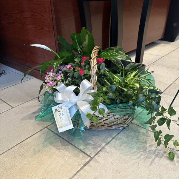 Basket garden of assorted green plants with pink blooms, a peace lily, and a white bow.
