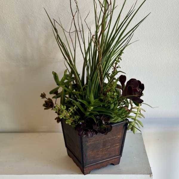 Succulent arrangement in a dark wooden planter with tall grass-like stems