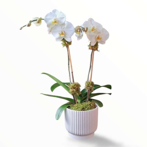 White orchid plant in a ribbed white pot