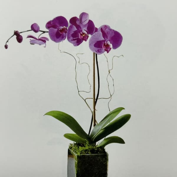 Purple orchid plant in a square glass vase