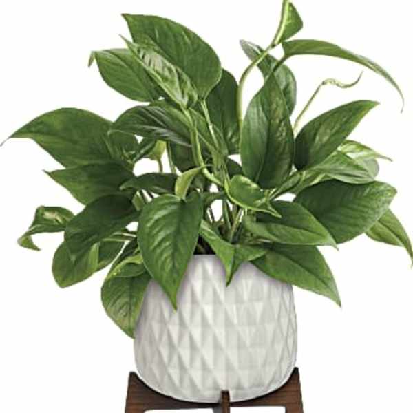 Potted green houseplant in a white textured planter on a wooden stand