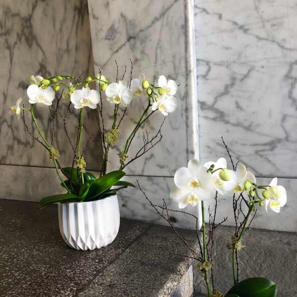 White orchids arranged in white pots with dark branches