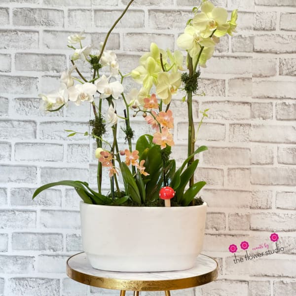 Orchid arrangement in a white rectangular planter with a small red mushroom accent