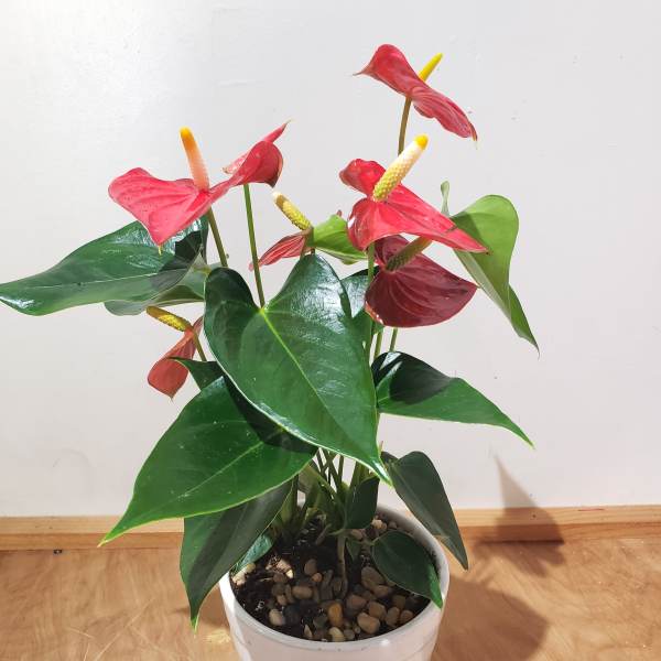Potted anthurium plant with red blooms in a white container