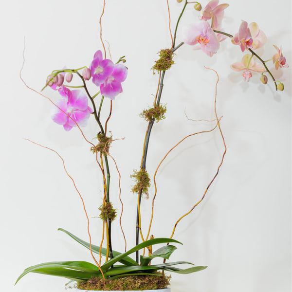 Potted pink orchids in a white planter with curly branches