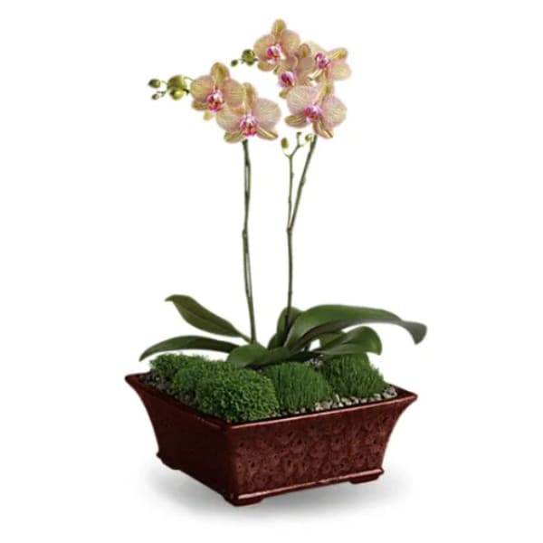 Potted orchid plant with pale pink blooms in a rectangular planter