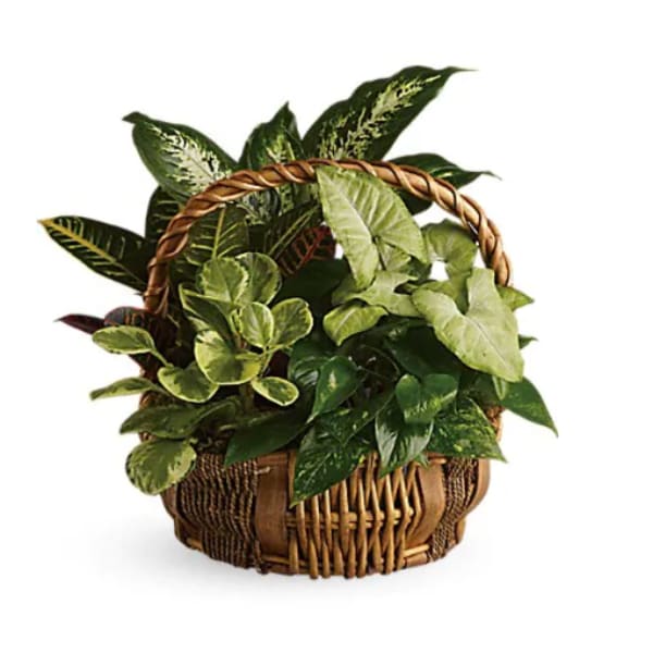 Basket of assorted green houseplants with a woven handle