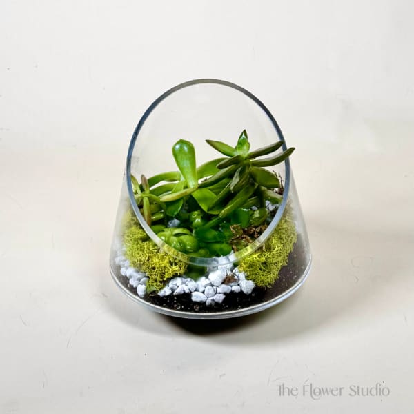 Succulent arrangement in a clear glass terrarium with moss and white stones
