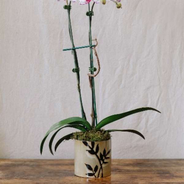 Potted orchid with white and pink blooms in a decorative container