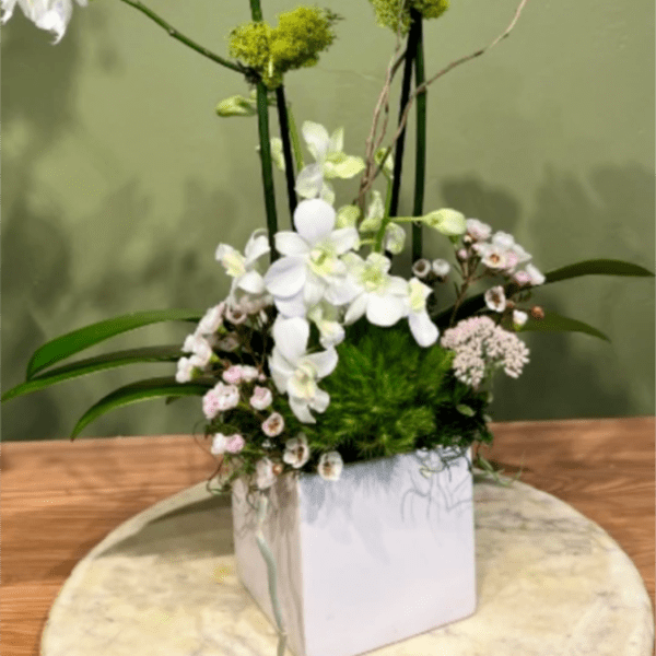 STUNNIG ORCHID PLANT