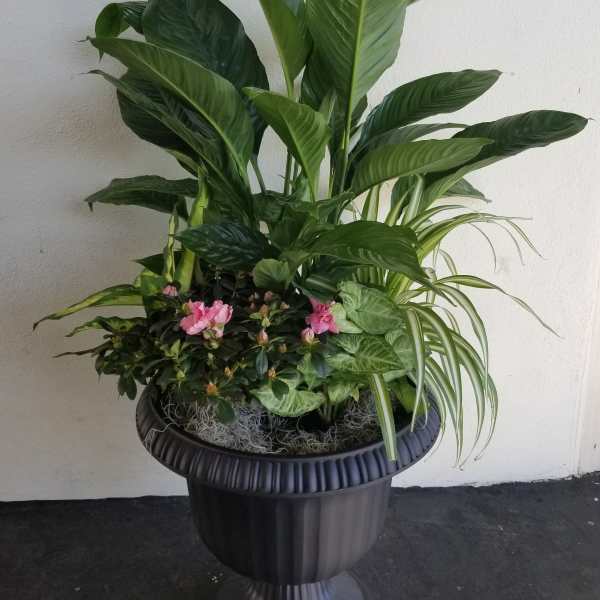 Large potted plant arrangement with pink blooms in a black pedestal planter