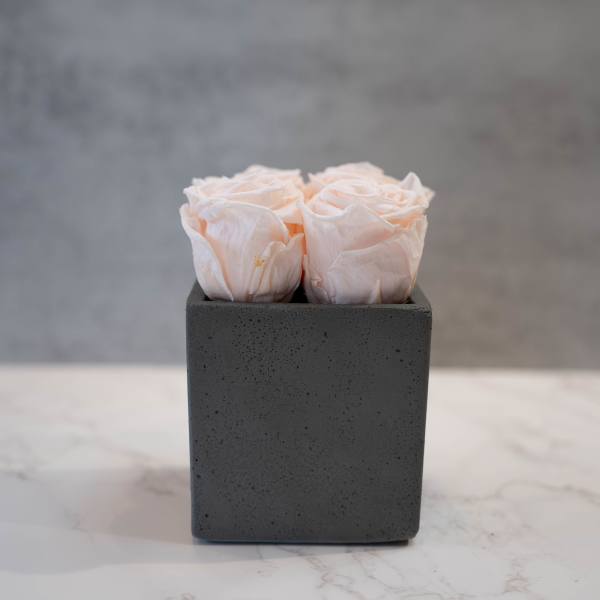 Blush Roses in Cement Cube