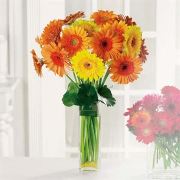 Bouquet of orange and yellow gerbera daisies in a clear glass vase