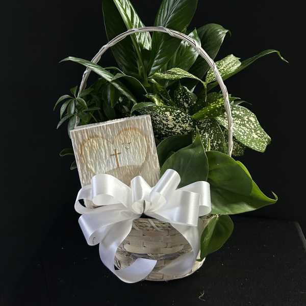 Basket of green houseplants with a white ribbon and sympathy card