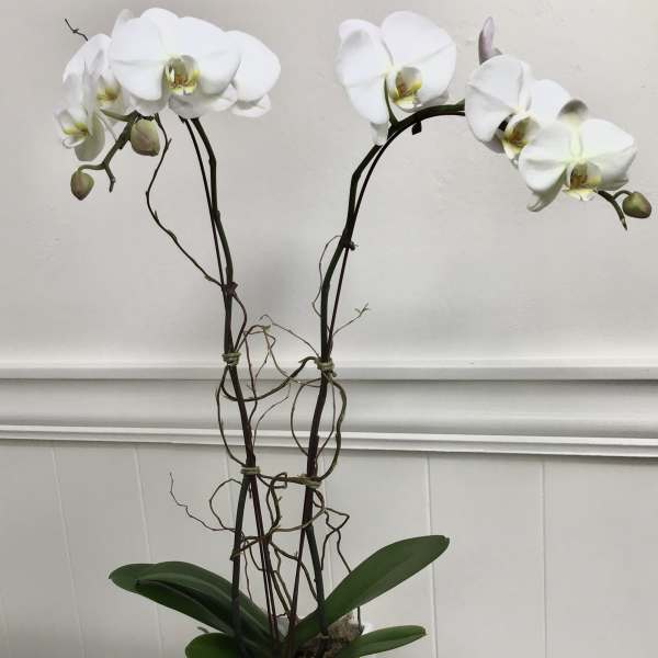 White orchid plant in a square white pot