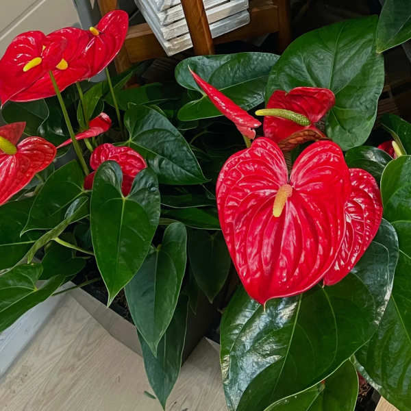 Potted anthurium plants with glossy red blooms