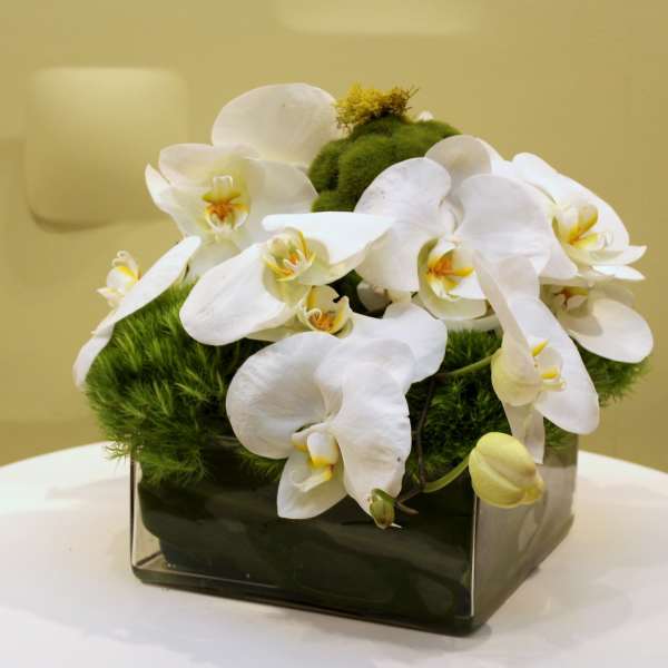 White orchids arranged in a square glass vase with green moss