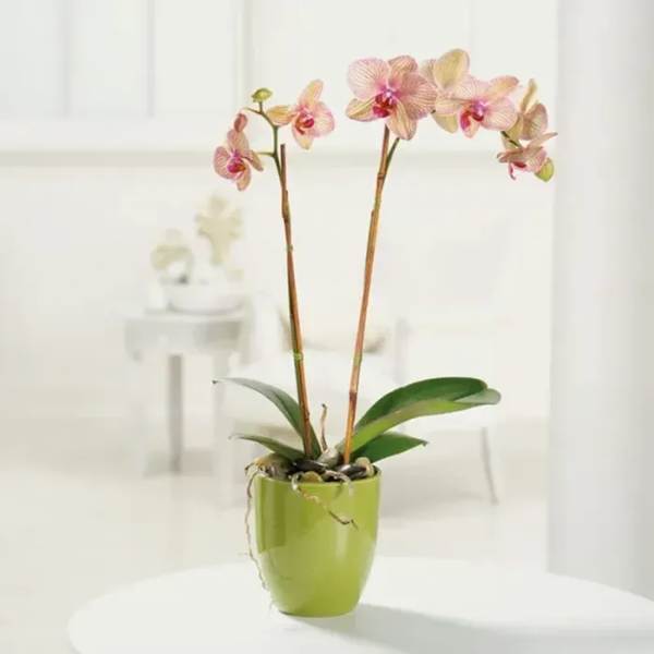 Phalaenopsis Orchid – Potted, Various Colors