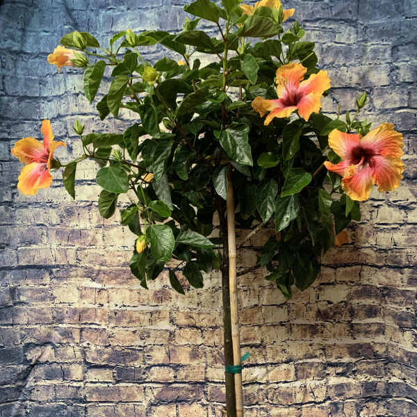 Hibiscus Tree